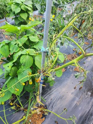 감자19763님의 기타작물 · 영농일지 작성글 사진