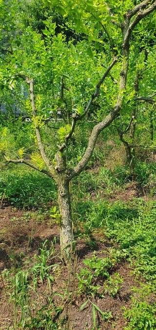 반성식님의 기타작물 · 영농일지 작성글 사진