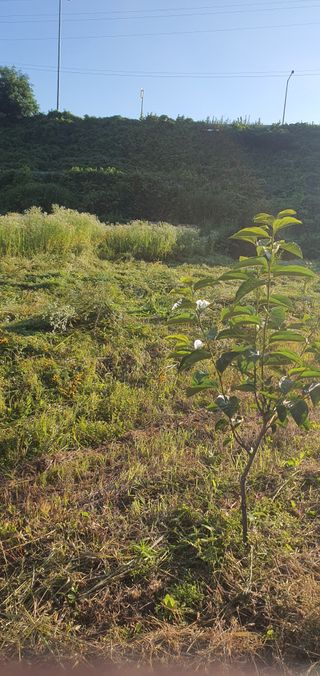 전주이상권님의 기타작물 · 영농일지 작성글 사진