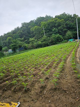 노성길님의 기타작물 · 영농일지 작성글 사진
