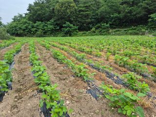 임동현(자연은나의재님의 기타작물 · 영농일지 작성글 사진