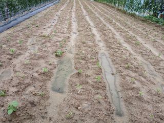 최남옥님의 기타작물 · 영농일지 작성글 사진