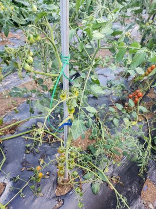 감자19763님의 기타작물 · 영농일지 작성글 사진