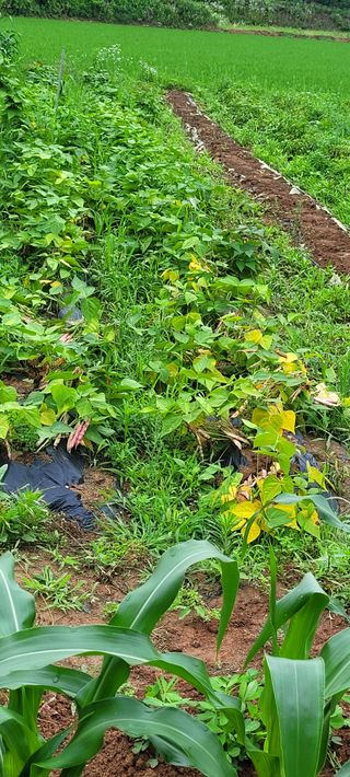 한성님의 감자 · 영농일지 작성글 사진