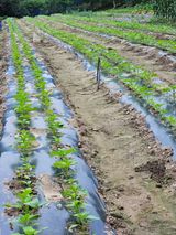 팜모닝 기타작물·영농일지 게시글 이미지