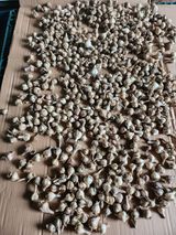 팜모닝 기타작물·영농일지 게시글 이미지