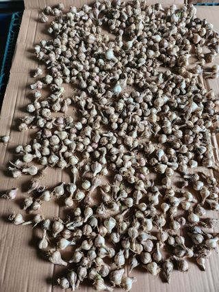 어명순님의 기타작물 · 영농일지 작성글 사진