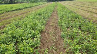 조병대님의 기타작물 · 영농일지 작성글 사진