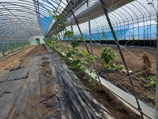 공주유구 구계박만호님의 기타작물 · 영농일지 작성글 사진