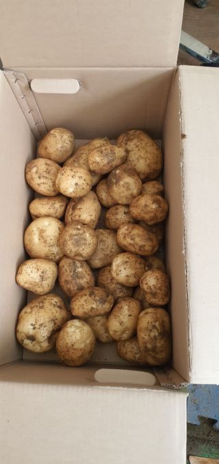 김성태님의 감자 · 영농일지 작성글 사진