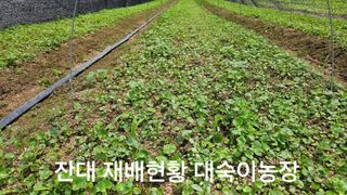 조병대님의 기타작물 · 영농일지 작성글 사진