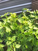 팜모닝 고추·영농일지 게시글 이미지