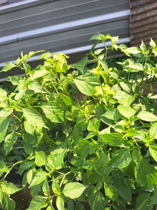 우대영님의 고추 · 영농일지 작성글 사진