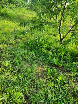 박병한님의 복숭아 · 영농일지 작성글 사진