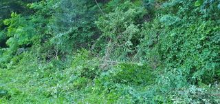 반성식님의 기타작물 · 영농일지 작성글 사진