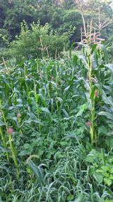 팜모닝 옥수수·영농일지 게시글 이미지