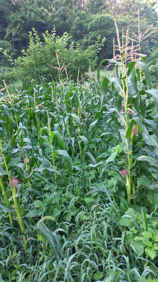 초보 구찌뽕님의 옥수수 · 영농일지 작성글 사진