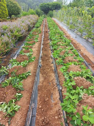 심무재 님의 기타작물 · 영농일지 작성글 사진