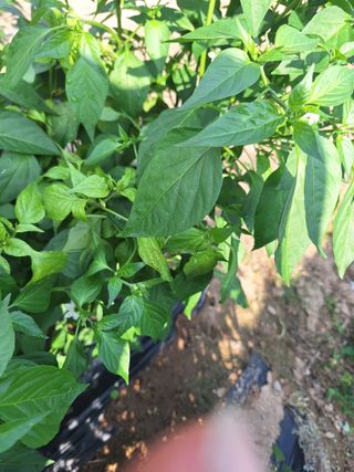 우대영님의 고추 · 영농일지 작성글 사진