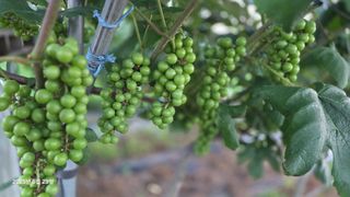 이종선님의 포도 · 영농일지 작성글 사진