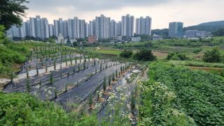 정승조님의 고구마 · 영농일지 작성글 사진
