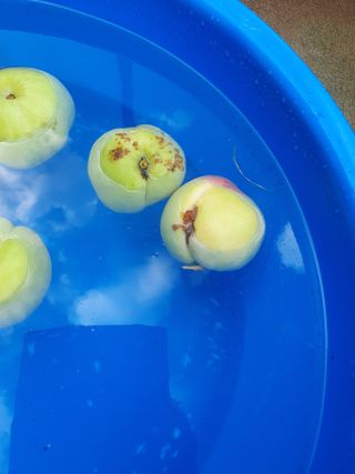 임마누엘님의 복숭아 · 영농일지 작성글 사진