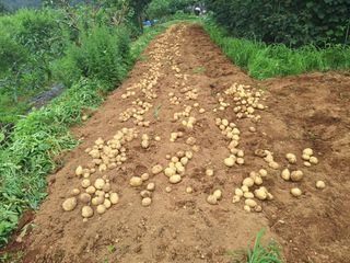 정희군님의 감자 · 영농일지 작성글 사진