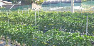 Kns4324님의 기타작물 · 영농일지 작성글 사진