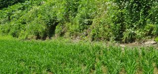 반성식님의 기타작물 · 영농일지 작성글 사진