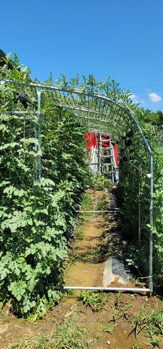 신영식님의 기타작물 · 영농일지 작성글 사진