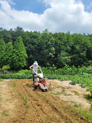 김용민님의 들깨 · 영농일지 작성글 사진