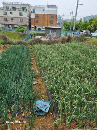 김광호님의 기타작물 · 영농일지 작성글 사진