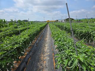 정양면 님의 고추 · 영농일지 작성글 사진