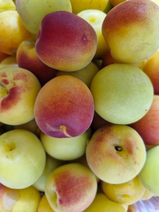 매실향기차향기님의 매실 · 영농일지 작성글 사진