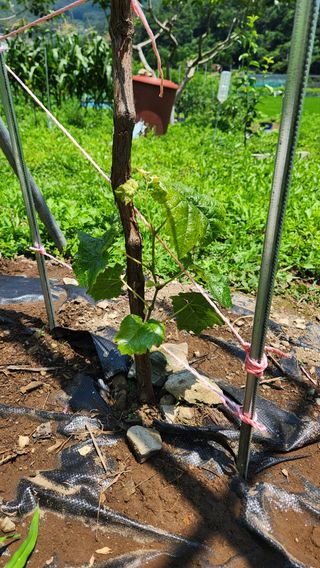 예곡동622님의 기타작물 · 영농일지 작성글 사진