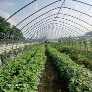 김진영님의 콩 · 영농일지 작성글 사진