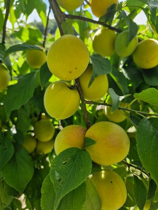 매실향기차향기님의 매실 · 영농일지 작성글 사진