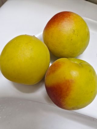 매실향기차향기님의 매실 · 영농일지 작성글 사진