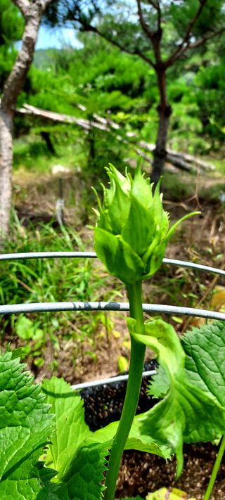 작은별님의 기타작물 · 영농일지 작성글 사진