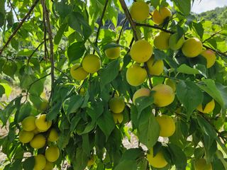 매실향기차향기님의 매실 · 영농일지 작성글 사진