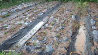 이종선님의 들깨 · 영농일지 작성글 사진