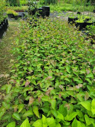 이선미님의 기타작물 · 영농일지 작성글 사진