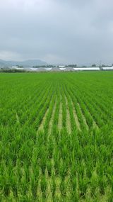 팜모닝 벼·영농일지 게시글 이미지