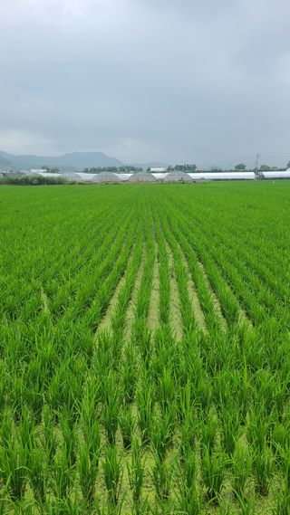 김창수님의 벼 · 영농일지 작성글 사진