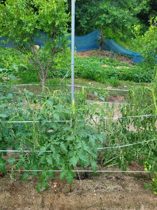 민원배님의 기타작물 · 영농일지 작성글 사진