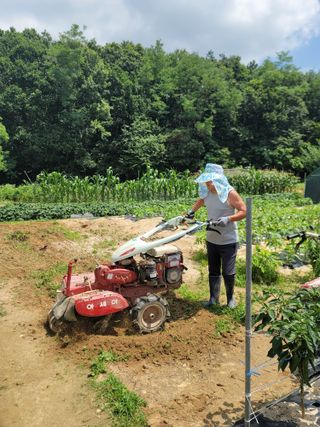 김용민님의 들깨 · 영농일지 작성글 사진