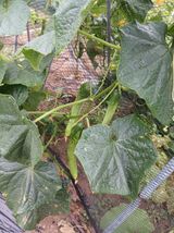 팜모닝 기타작물·영농일지 게시글 이미지