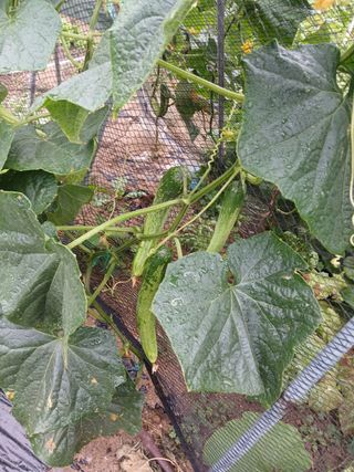 사과18677님의 기타작물 · 영농일지 작성글 사진