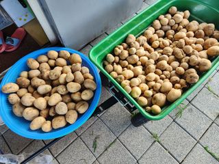 김주해님의 감자 · 영농일지 작성글 사진