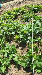 팜모닝 고추·영농일지 게시글 이미지